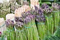 Green asparguses Royalty Free Stock Photo