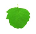Green aspen leaf Royalty Free Stock Photo