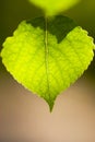 Green Aspen Leaf Closeup Royalty Free Stock Photo