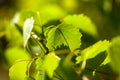 Green aspen poplar leaves in the sunshine Royalty Free Stock Photo