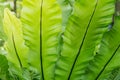 Green Aspleniaceae background Royalty Free Stock Photo