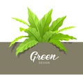 Green Asplenium Nidus design