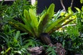 Green Asplenium nidus fern Royalty Free Stock Photo