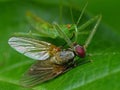 Green Assassin Bug Nymph Feeding On A Fly