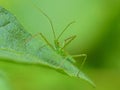 Green Assassin Bug Nymph On A Leaf 1