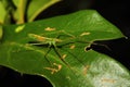 Green Assassin Bug Nymph