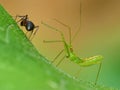 Green Assassin Bug Nymph Surprised By Ant