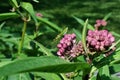 Green Assassin Bug on Milkweed