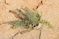 Green Astragalus sp. plant thrive in dry ground