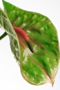 Green Anthurium flower on a white background. Portugal. Royalty Free Stock Photo