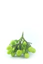 Green aubergine eggplant isolated on white background Royalty Free Stock Photo