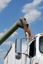 Green Auger unload Wheat into White Semi Royalty Free Stock Photo