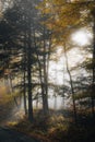 Green and autumn-coloured forest with soft rays of light piercing through the trees. Royalty Free Stock Photo