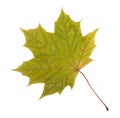 Green autumn maple leaf, isolated on white background, close-up, top view Royalty Free Stock Photo