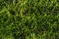 Green autumn moss in forest. Autumn forest green moss top view. Green moss forest top view.