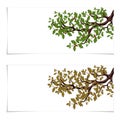 Green and autumn, a yellowed branch of a large oak tree with acorns. Flyer, invitation card or business card. Isolated