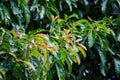 Green Avocado leaves on its branch in a Australia farming area.