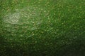 Green avocado peel skin close up macro avocado background
