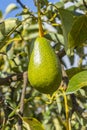 Green avocado plant, Persea americana Mill. belongs to the Lauraceae plant family.