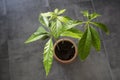 Green avocado plant in a pot.