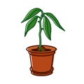 A green avocado plant from a seed in a pot. Royalty Free Stock Photo