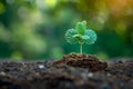 Green awareness Tree sprouts on the ground, embodying environmental consciousness