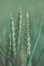 Green awnless wheat head in field Royalty Free Stock Photo