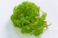 Green Azolla microphylla