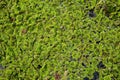 Green azolla plant.