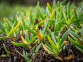 Green azorean plants