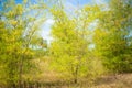 Green bamboo plants on blue sky. Royalty Free Stock Photo