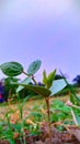 Green babby plant of bean