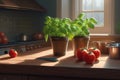 Green baby basil plant grow up in kitchen Royalty Free Stock Photo