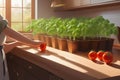 Green baby basil plant grow up in kitchen Royalty Free Stock Photo