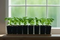 Green baby basil plant grow up in kitchen Royalty Free Stock Photo