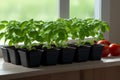 Green baby basil plant grow up in kitchen Royalty Free Stock Photo