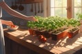 Green baby basil plant grow up in kitchen Royalty Free Stock Photo