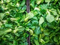 Green Baby Bok Choy or Known as Chinese Cabbage. Mini Shanghai Bok Choy