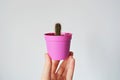 Green baby cactus house plant in pink plastic mini pot