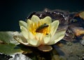 Baby frog on a water lily