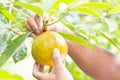 Green baby Jackfruit in the hands of gardeners on nature background