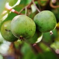 Green baby kiwi fruit on the vine