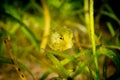 Green baby Ostraciidae box fish