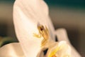 Green Baby pine woods tree frog Dryphophytes femoralis perched on an orchid flower