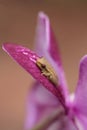 Green Baby pine woods tree frog Dryphophytes femoralis perched on an orchid flower