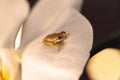 Green Baby pine woods tree frog Dryphophytes femoralis perched on an orchid flower