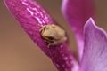 Green Baby pine woods tree frog Dryphophytes femoralis perched on an orchid flower