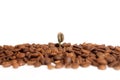 Green baby plant.A sprout of coffee among coffee beans. Business growth concept. on a white background
