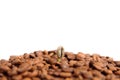 Green baby plant.A sprout of coffee among coffee beans. Business growth concept. on a white background