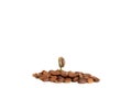 Green baby plant.A sprout of coffee among coffee beans. Business growth concept. on a white background